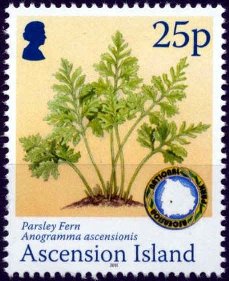 Parsley fern