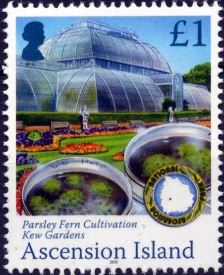 Parsley fern cultivation, Kew Gardens