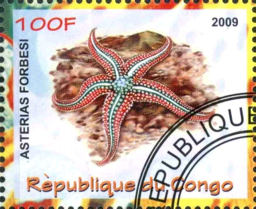 Asterias forbesi