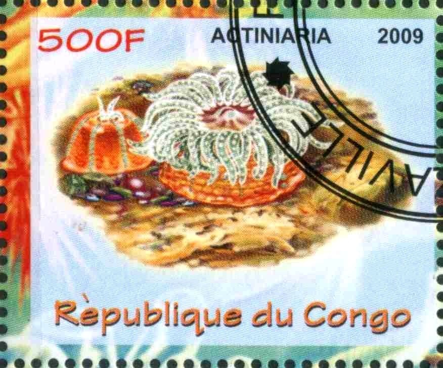 Actiniaria