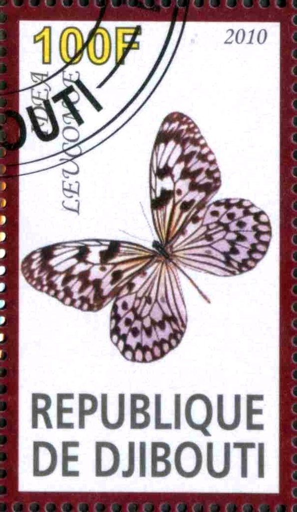 Idea Leuconoe