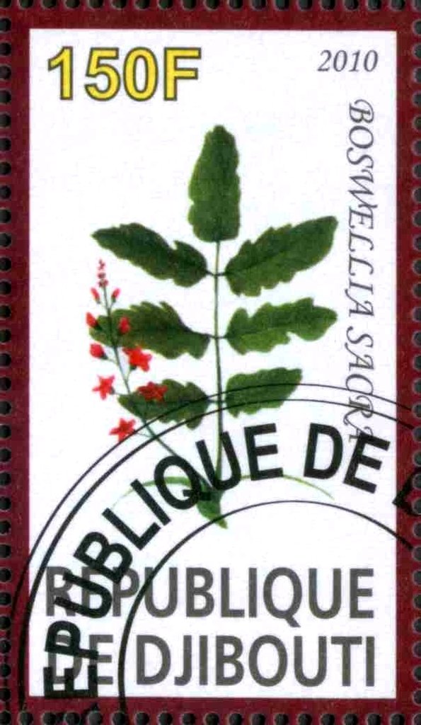 Boswellia Sacra