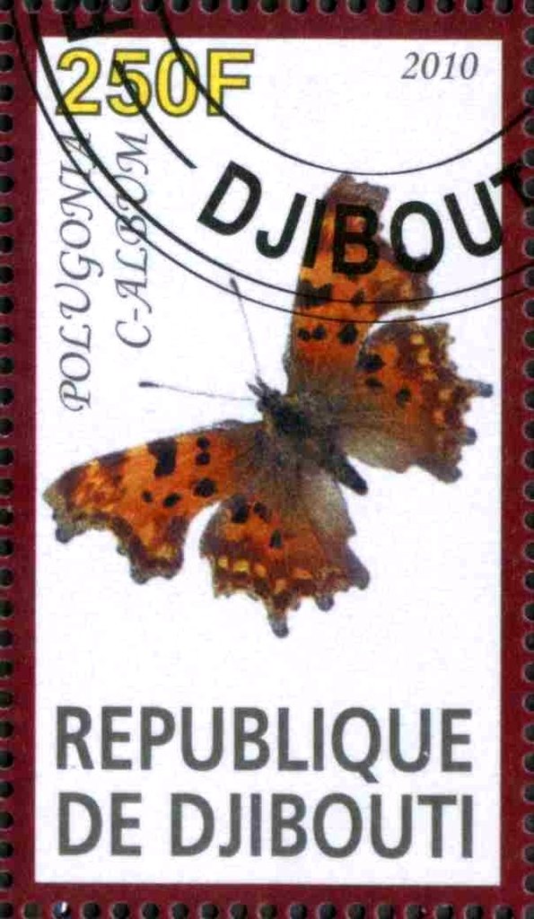 Polugonia C-Album
