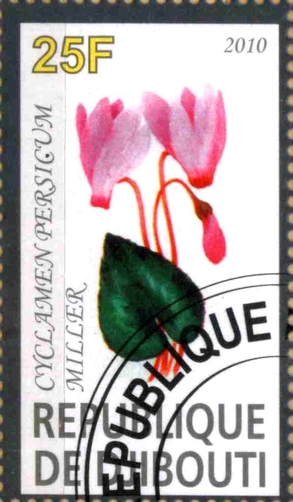 Cyclamen Persicum Miller