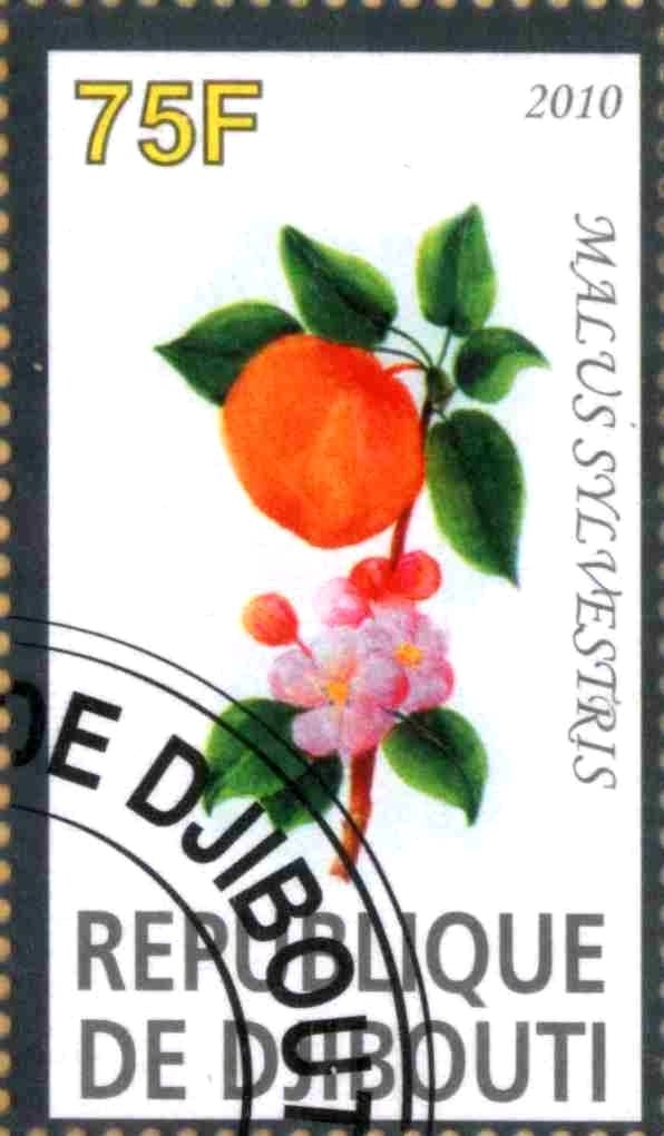 Malus Sylvestris
