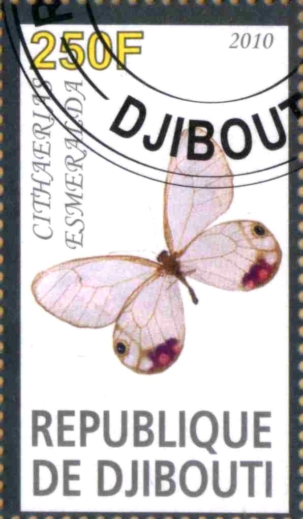 Cithaerias Esmeralda