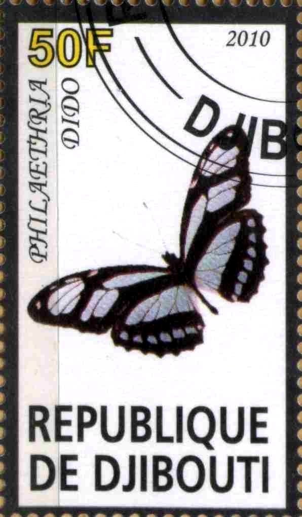 Philaethria Dido
