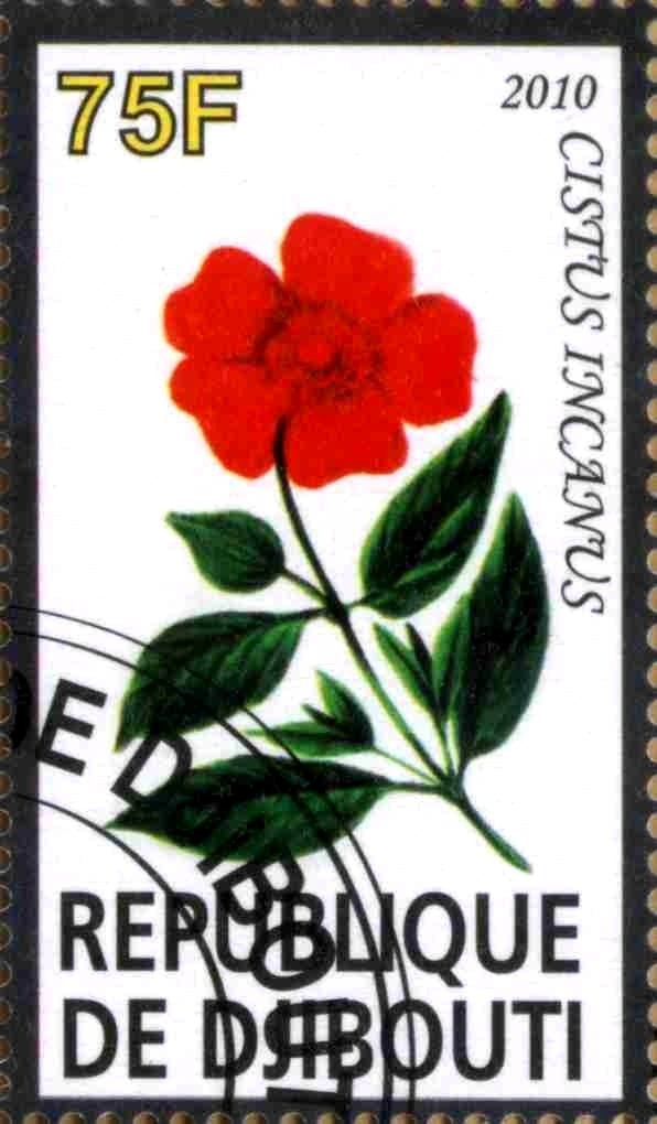 Cistus Incanus