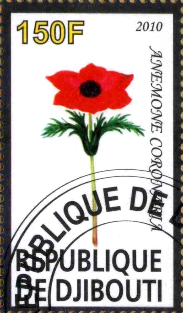 Anemone Coronaria