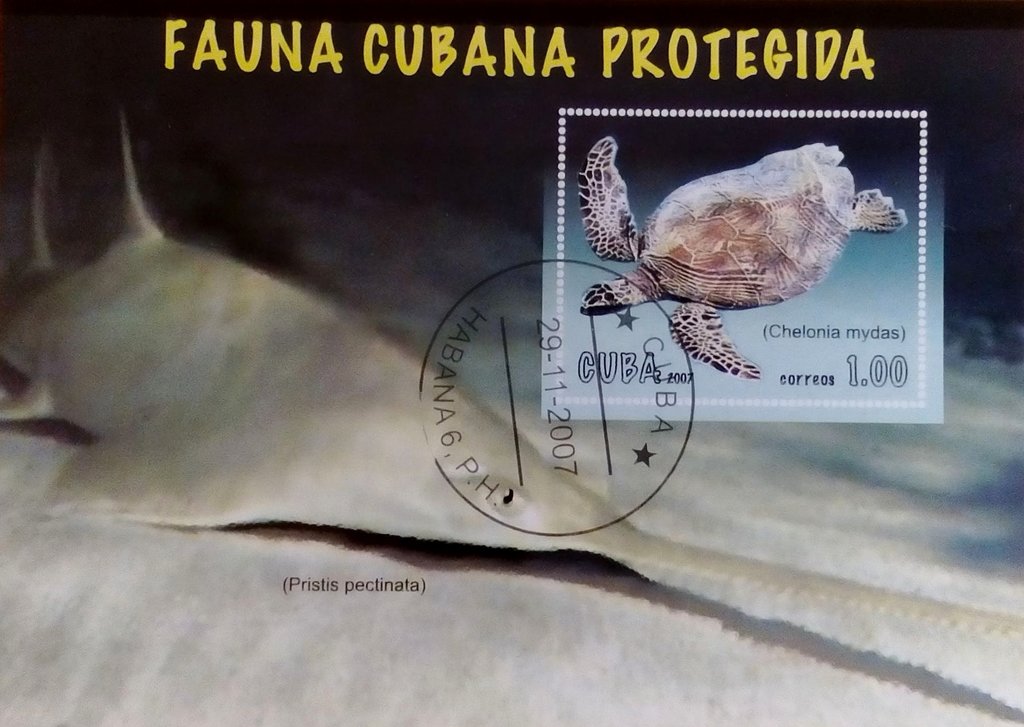 Chelonia mydas