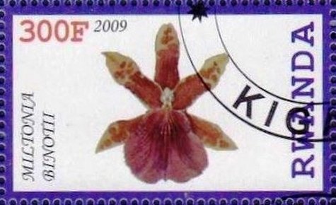 Miltonia binotii