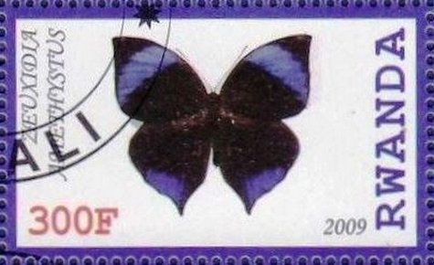 Zeuixidia amethystus