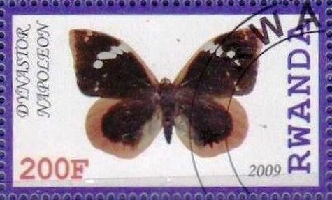 Dynaster napoleon
