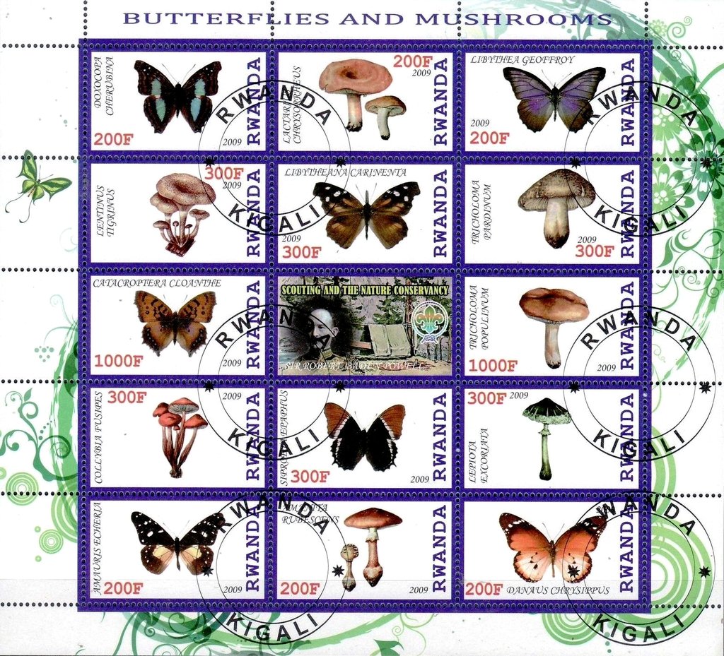 Butterflies and mushrooms