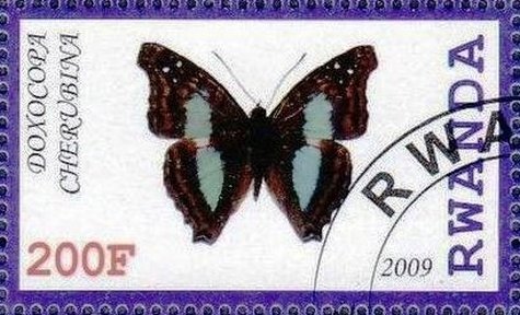Doxocopa cherubina