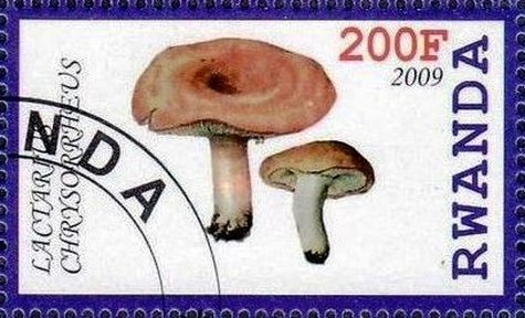 Lactarius chrysorrheus