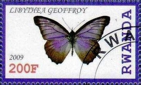 Libythea geoffroy