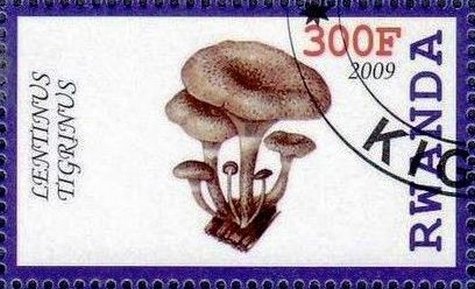 Lentinus tigrinus