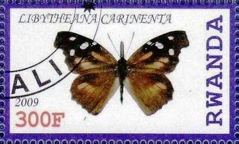 Libythea carinenta
