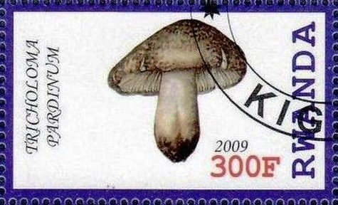 Tricholoma pardinum