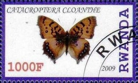 Catacroptera cloanthe