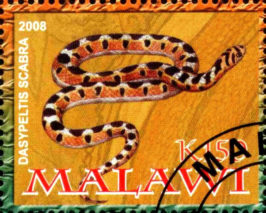 Dasypeltis Scabra