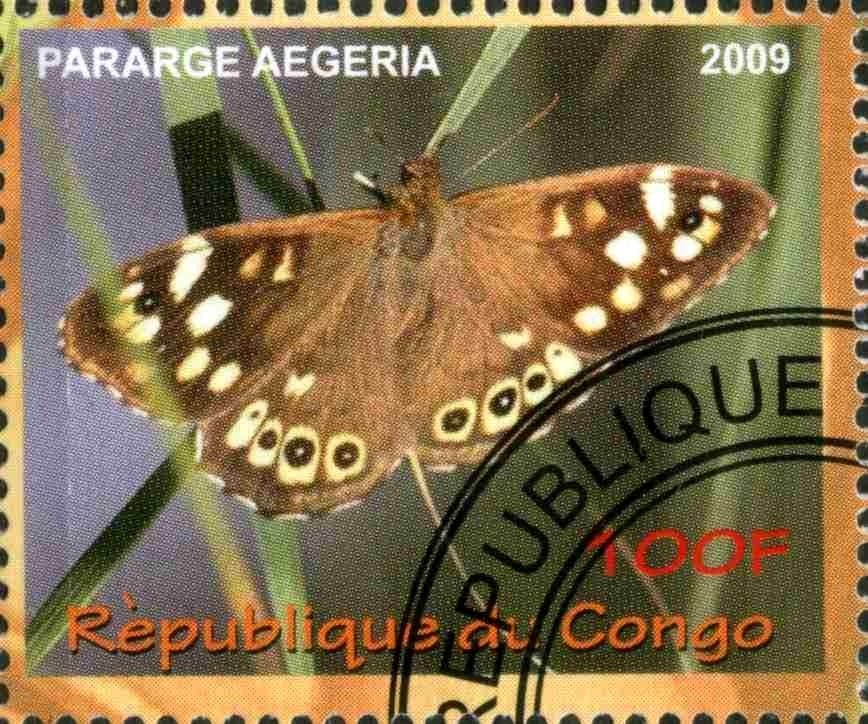 Pararge aegeria