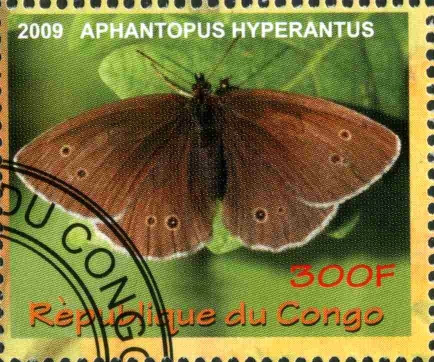 Aphantopus hyperantus