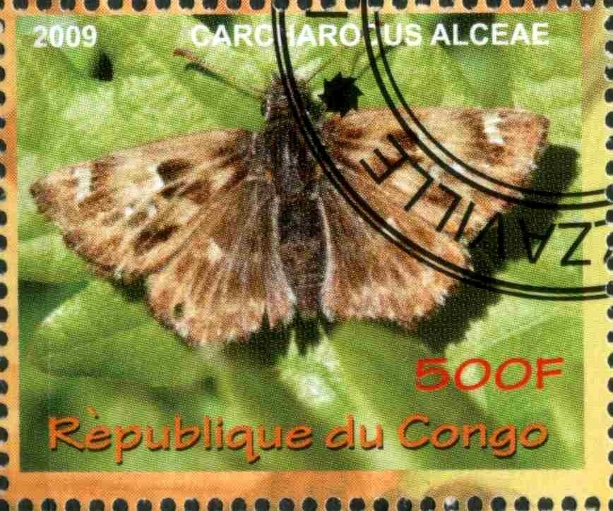 Carcharocus alceae