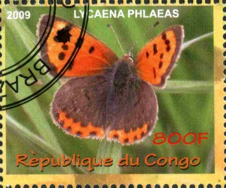 Lycaena phlaeas