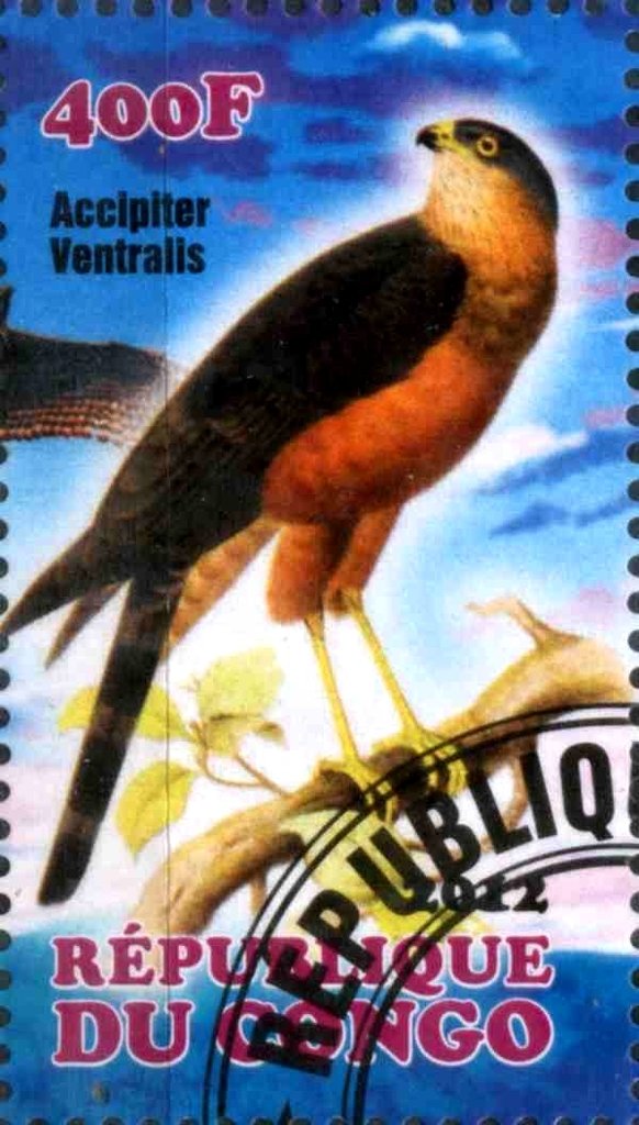 Accipiter Ventralis