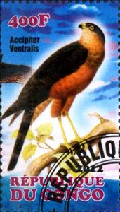 Stamp, Accipiter Ventralis, Cinderellas,  , Birds