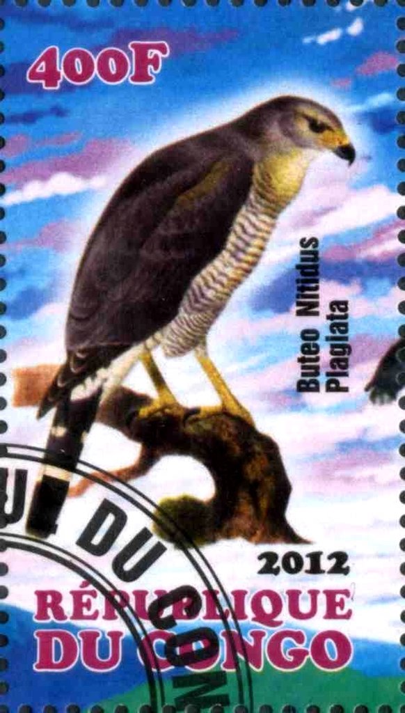 Buteo Nitidus Plagiata