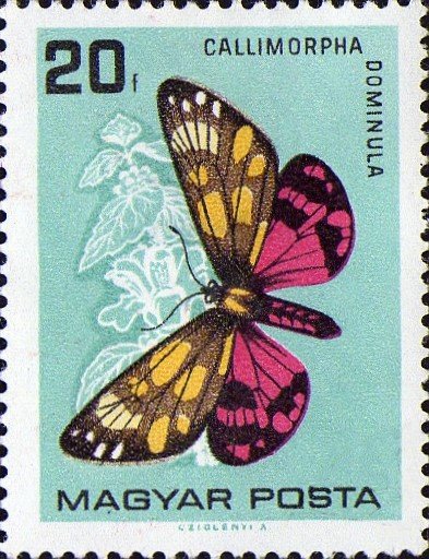 Scarlet Tiger Moth (Callimorpha dominula)