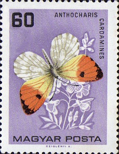 Orange Tip (Anthocharis cardamines)