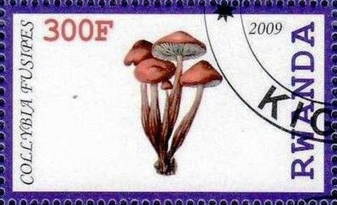Collybia fysipes