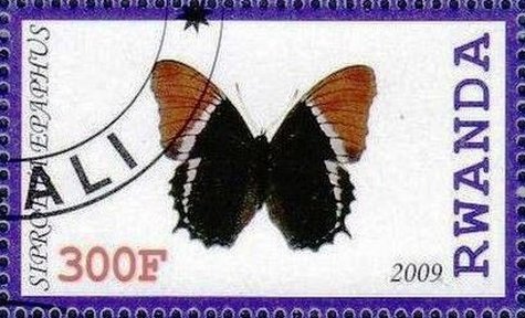 Sipproetha epaphus
