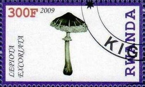 Lepiota excoriata