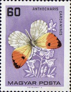 Stamp, Orange Tip (Anthocharis cardamines), Hungary,  , Insects, Butterflies, Animals (Fauna)