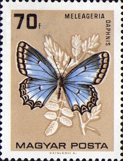 Meleager's Blue (Meleageria daphnis)