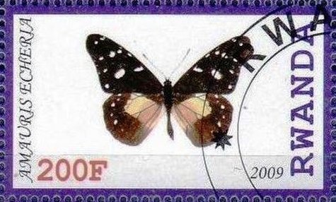 Amauris echeria
