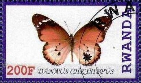 Danaus chrysippus