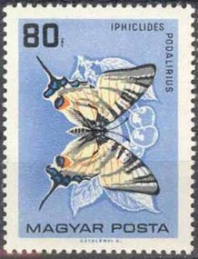 Scarce Swallowtail (Iphiclides podalirius)