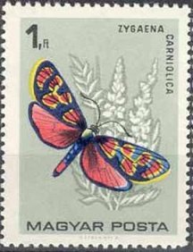 Crepuscular Burnet (Zygaena carniolica)