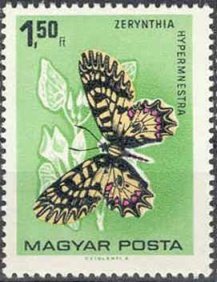 Southern Festoon (Zerynthia hypermnestra)