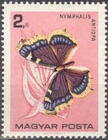 Camberwell Beauty (Nymphalis antiopa)