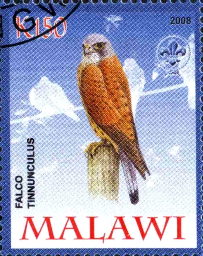 Falco Tinnunculus