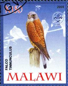Stamp, Falco Tinnunculus, Cinderellas,  , Birds