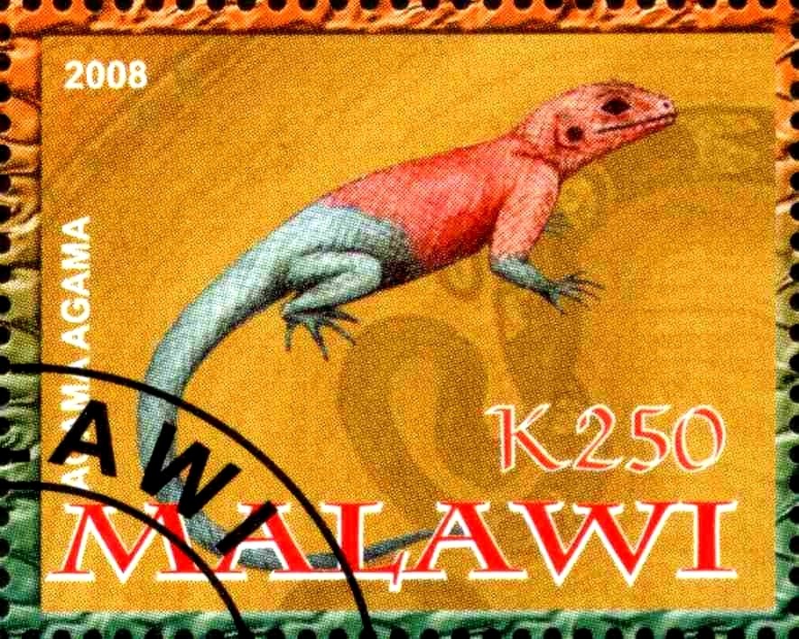 Agama Agama