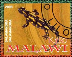 Stamp, Salamandra Salamandra, Cinderellas,  , Reptiles